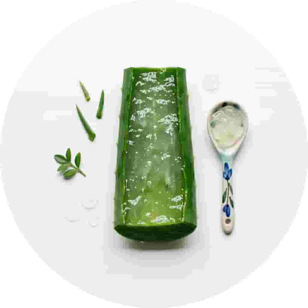 Aloe vera leaf